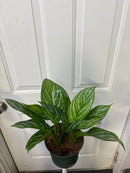 Aglaonema Stripes