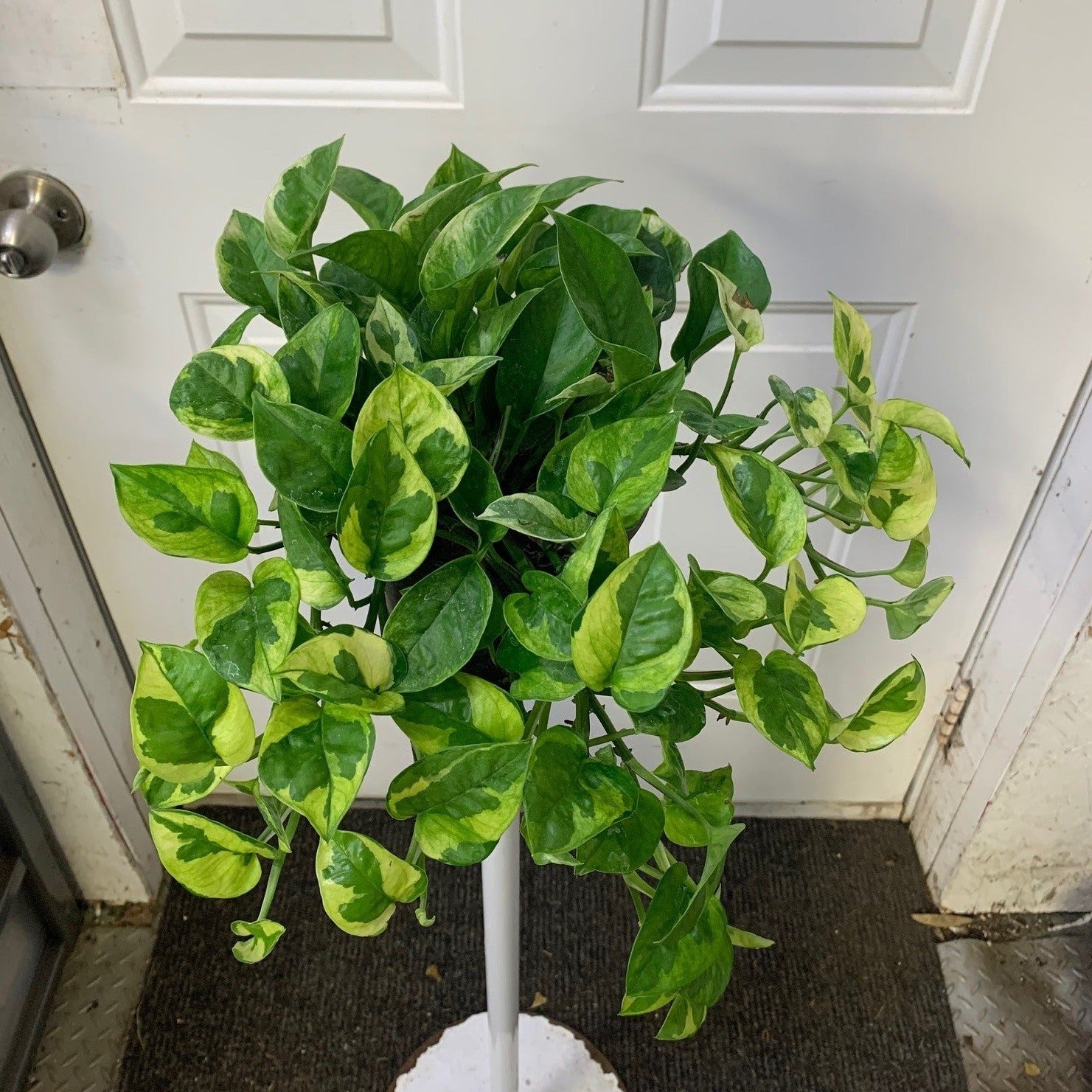 Epipremnum aureum