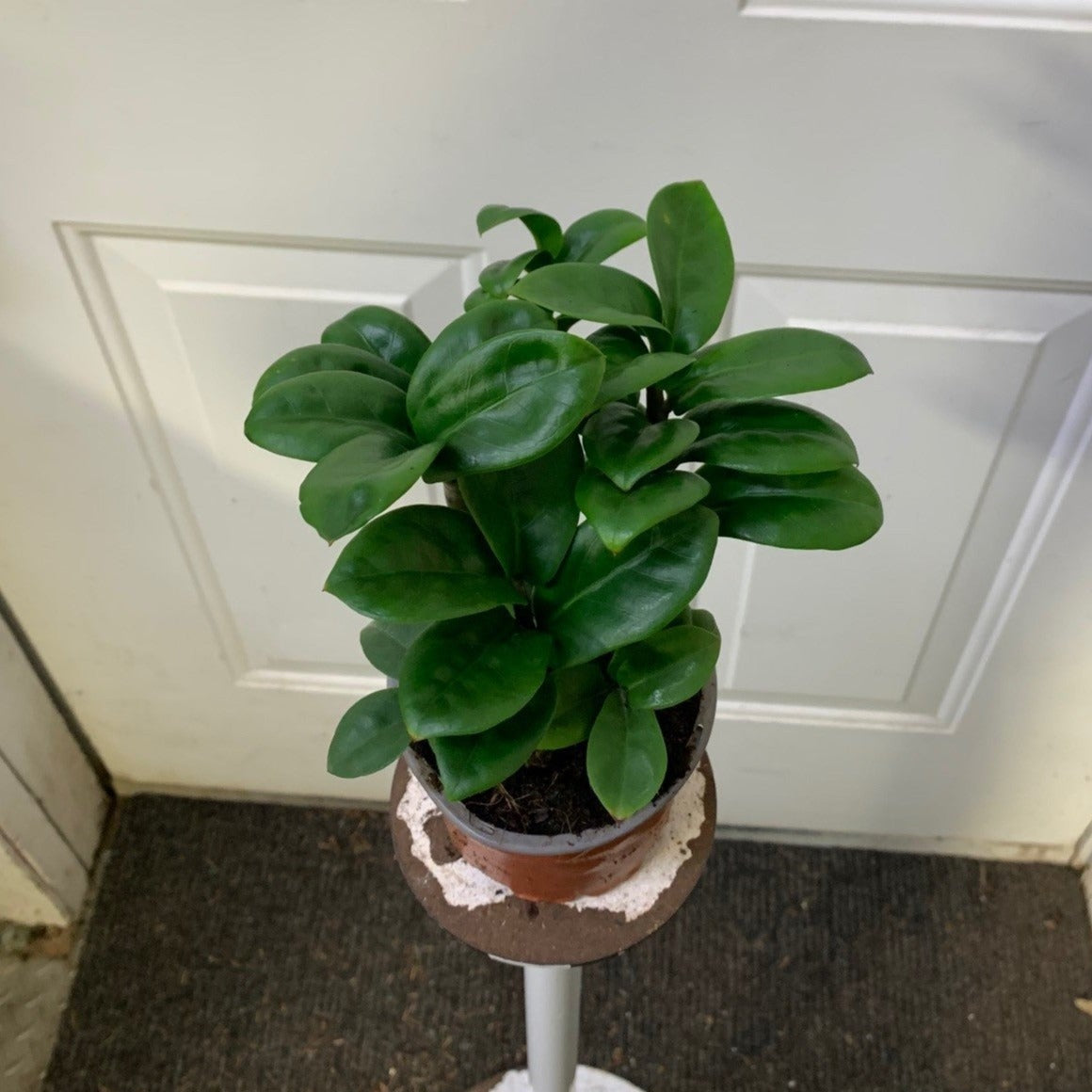 dwart zz plant Zamioculcas zamiifolia (ZZ)