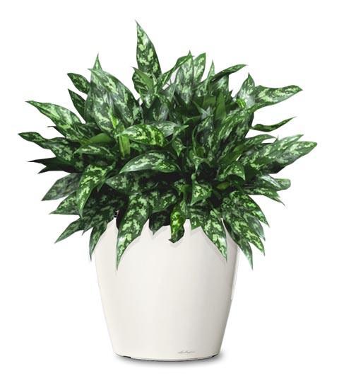 aglaonema commutatum emerald beauty Aglaonema commutatum