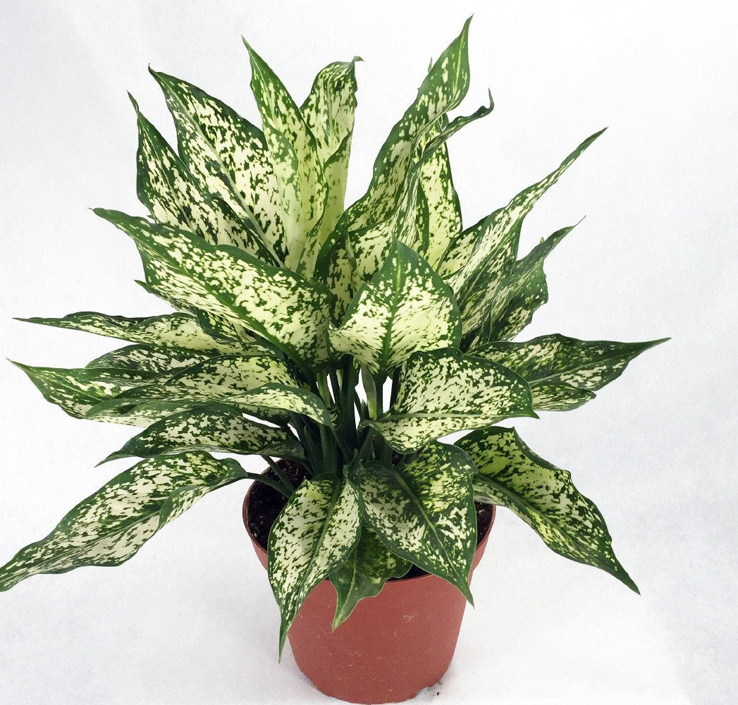 aglaonema osaka Aglaonema Osaka
