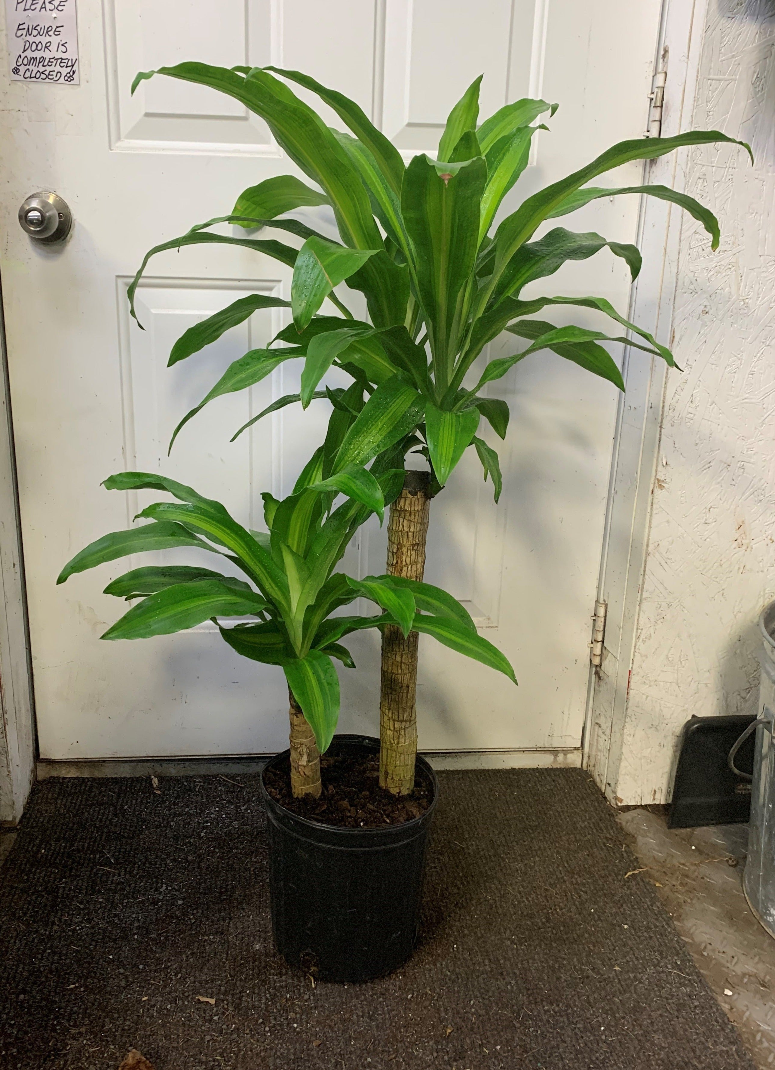 mass cane dracaena Dracaena Massangeana 'Mass Cane'