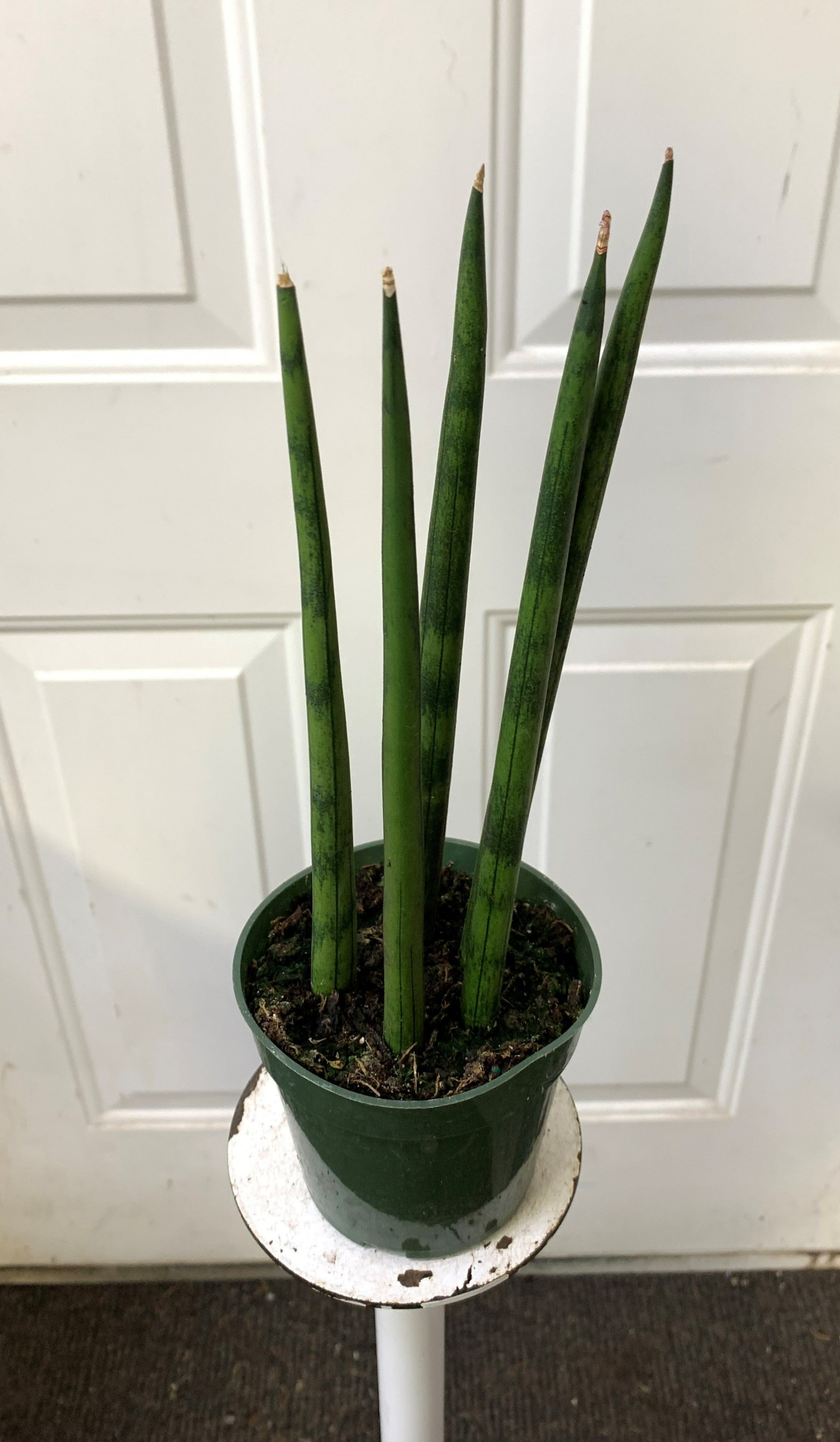 snake plant ottawa Sansevieria