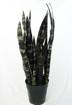 sansevieria black makayla Sansevieria