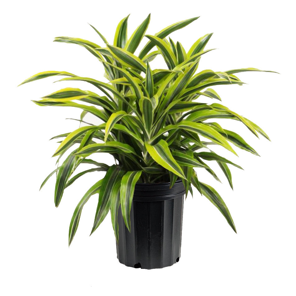 Dracaena deremensis 'Warneckii'