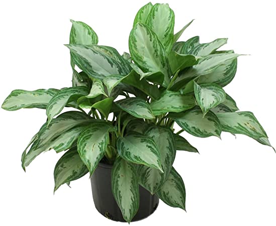 aglaonema commutatum eileen Aglaonema commutatum - Silver bay