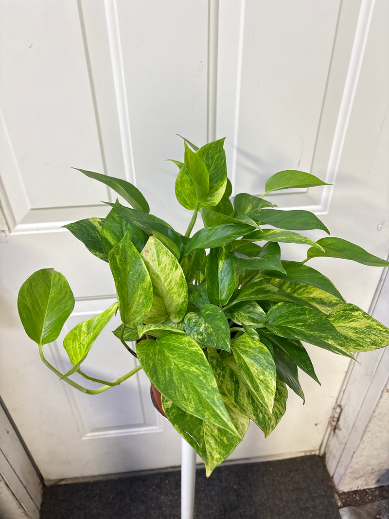 Epipremnum aureum - Pothos 'Marble queen' (reine de marbre)