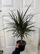 Dracaena Marginata Braided