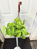 Epipremnum aureum - Pothos 'Neon'