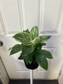 Philodendron - Birkin