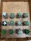 Assorted Cactus 2"