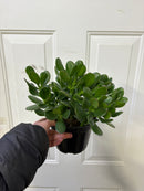 Crassula ovata - Jade