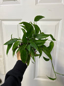 Epipremnum Pinnatum - Skeleton Key Pothos