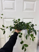 Aeschynanthus Marmoratus - Rouge à lèvres Pagode Noire