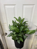 Aglaonema Maria Christina