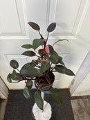 Philodendron erubescens - Princesse rose
