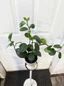 Peperomia Obtusifolia Green