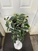 Hoya - Krimson Queen