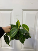 Philodendron hederaceum Silver Stripe