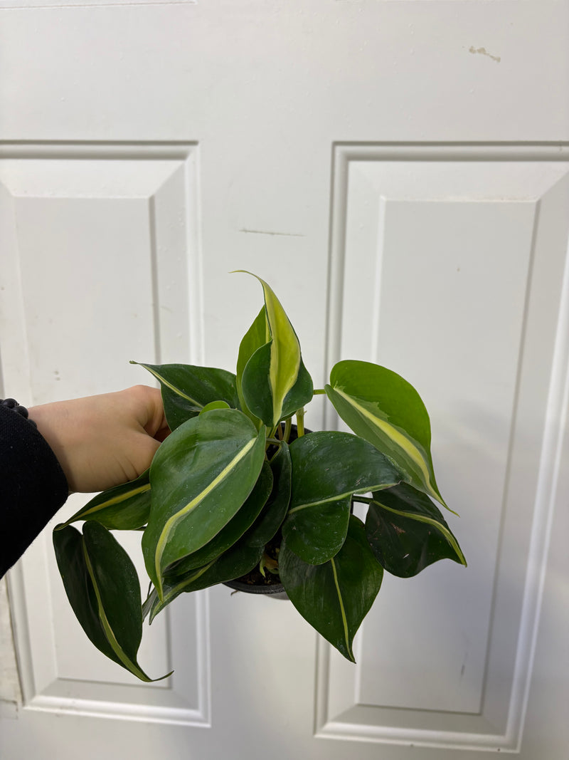 philodendron gris Philodendron hederaceum Silver Stripe