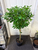 Ficus Moclame Standard