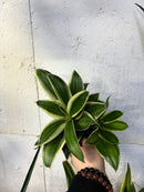 Sansevieria Hahnii/Starpower - Étoile noire
