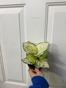 Aglaonema Beauty White