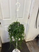 Aeschynanthus gracilis 'Mira' - Rouge à Lèvres Mira