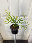 Euphorbia tirucalli - Pencil Cactus