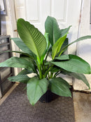 Spathiphyllum 'SENSATION'