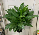 Aglaonema BJ Freeman