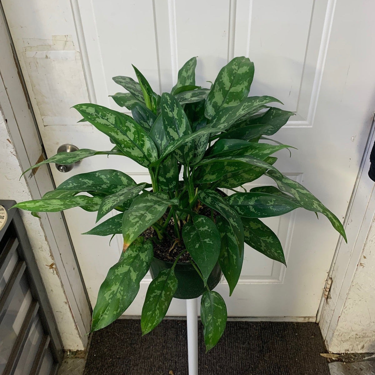 aglaonema maria emerald beauty Aglaonema commutatum - Emerald beauty/Maria