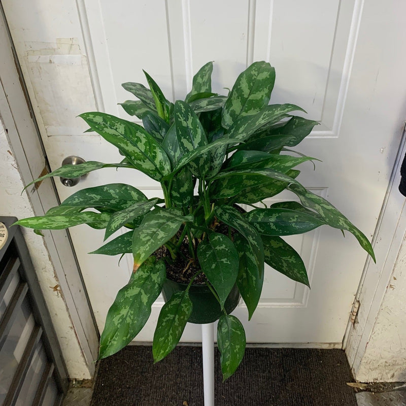 aglaonema emerald star Aglaonema commutatum - Emerald beauty/Maria