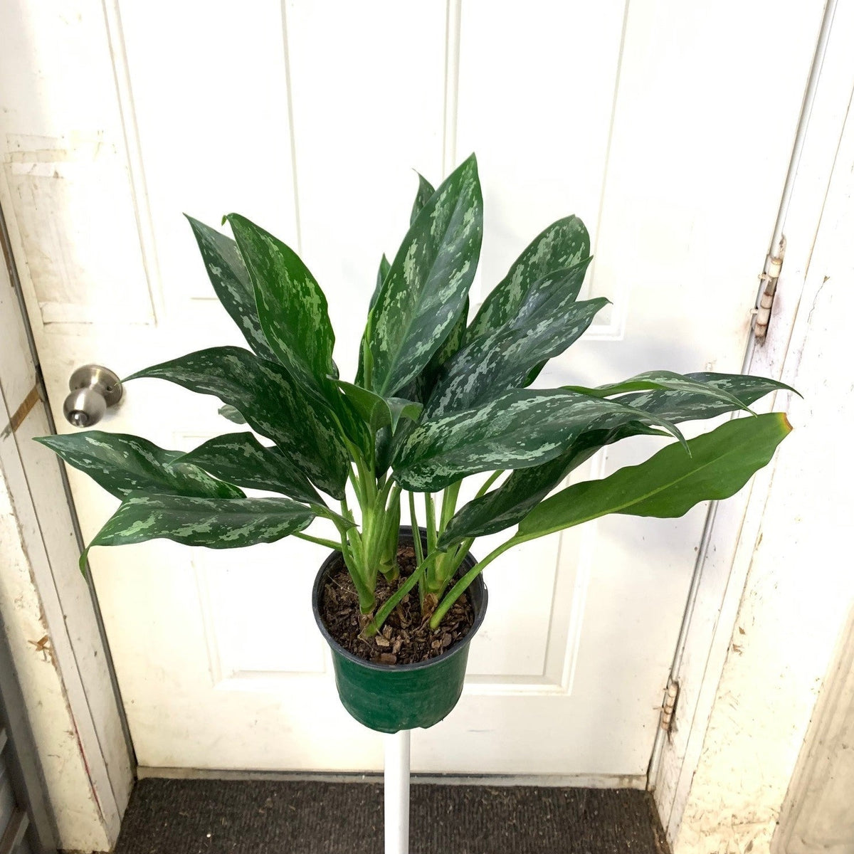 Aglaonema commutatum - 'Shades'