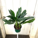 Aglaonema commutatum - 'Shades'
