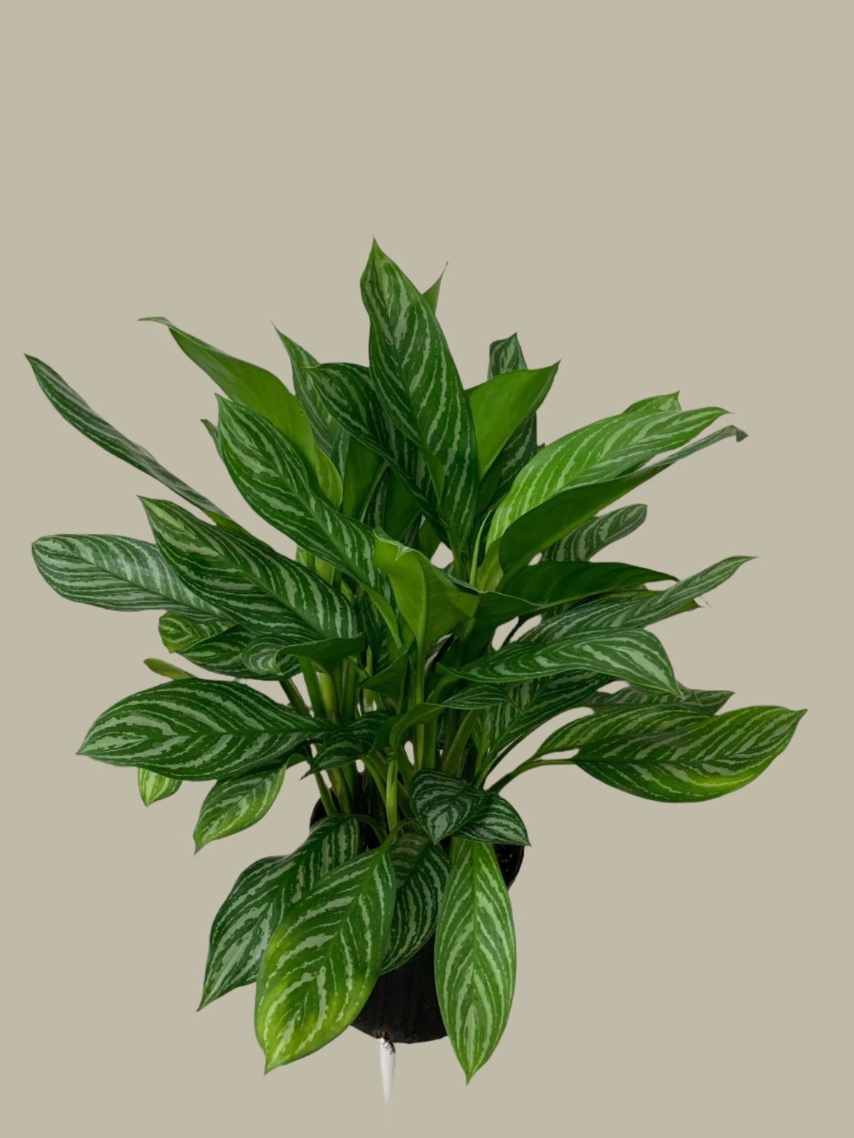 Aglaonema Stripes