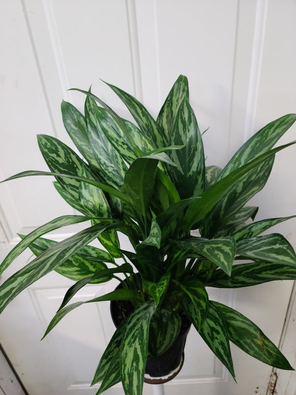 Aglaonema commutatum - 'Nuances'