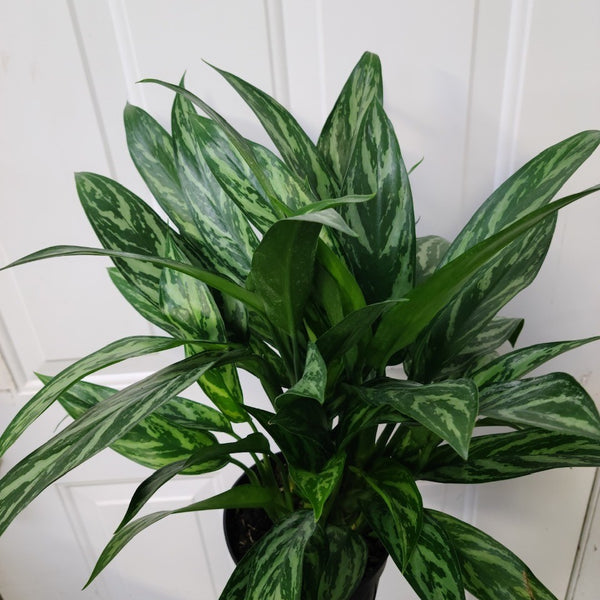 aglaonema tigress flower Aglaonema Tigress