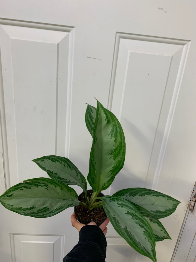 aglaonema commutatum 'silver bay' Aglaonema commutatum - Silver bay