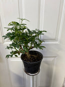 Schefflera arboricola variée