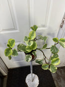 Peperomia Obtusifolia Variegated