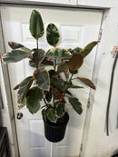 Ficus Elastica - Rubra
