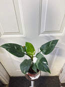 Philodendron erubescens - White Princess