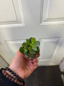 Crassula ovata - Jade