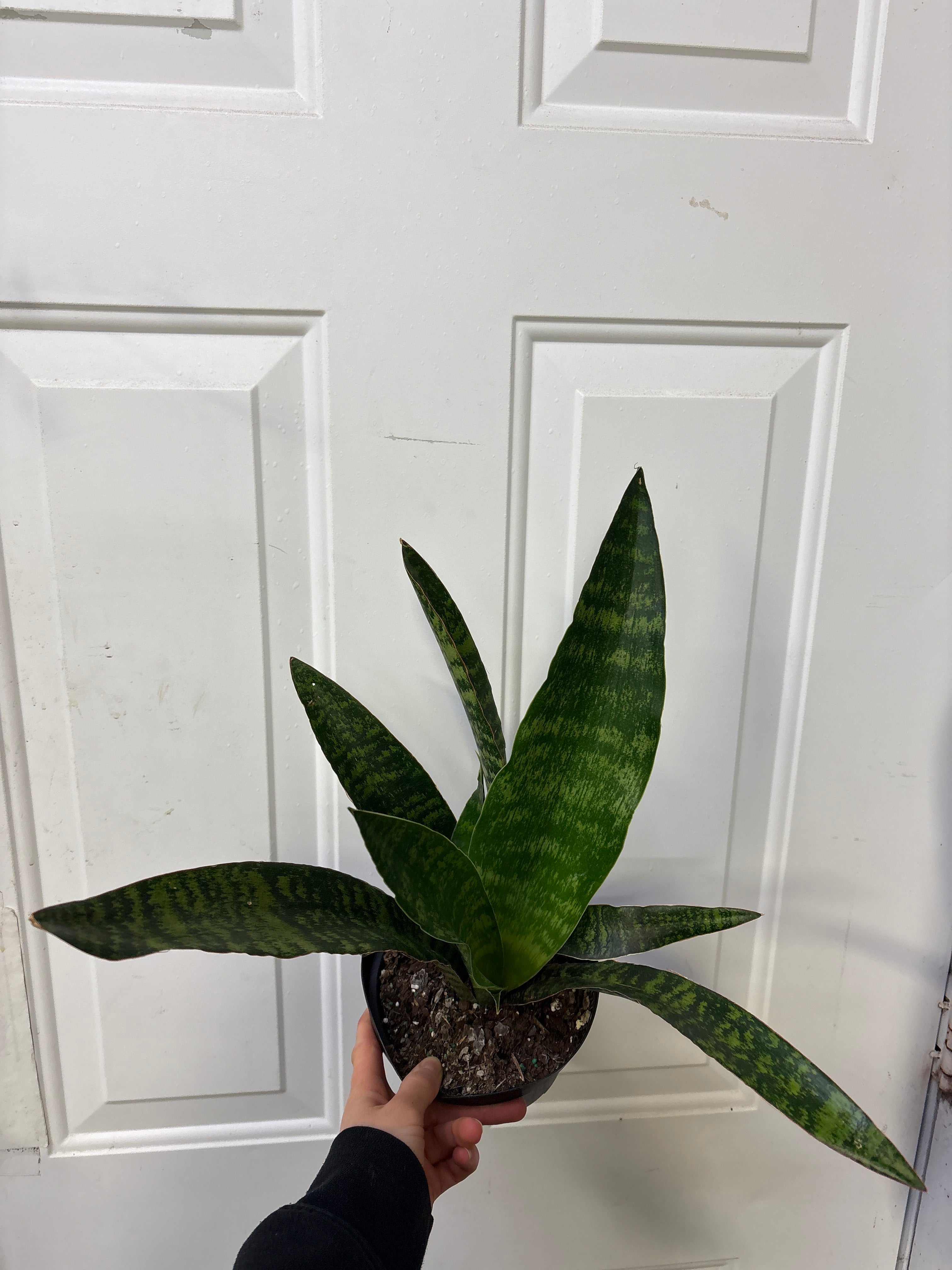 Sansevieria Jaboa