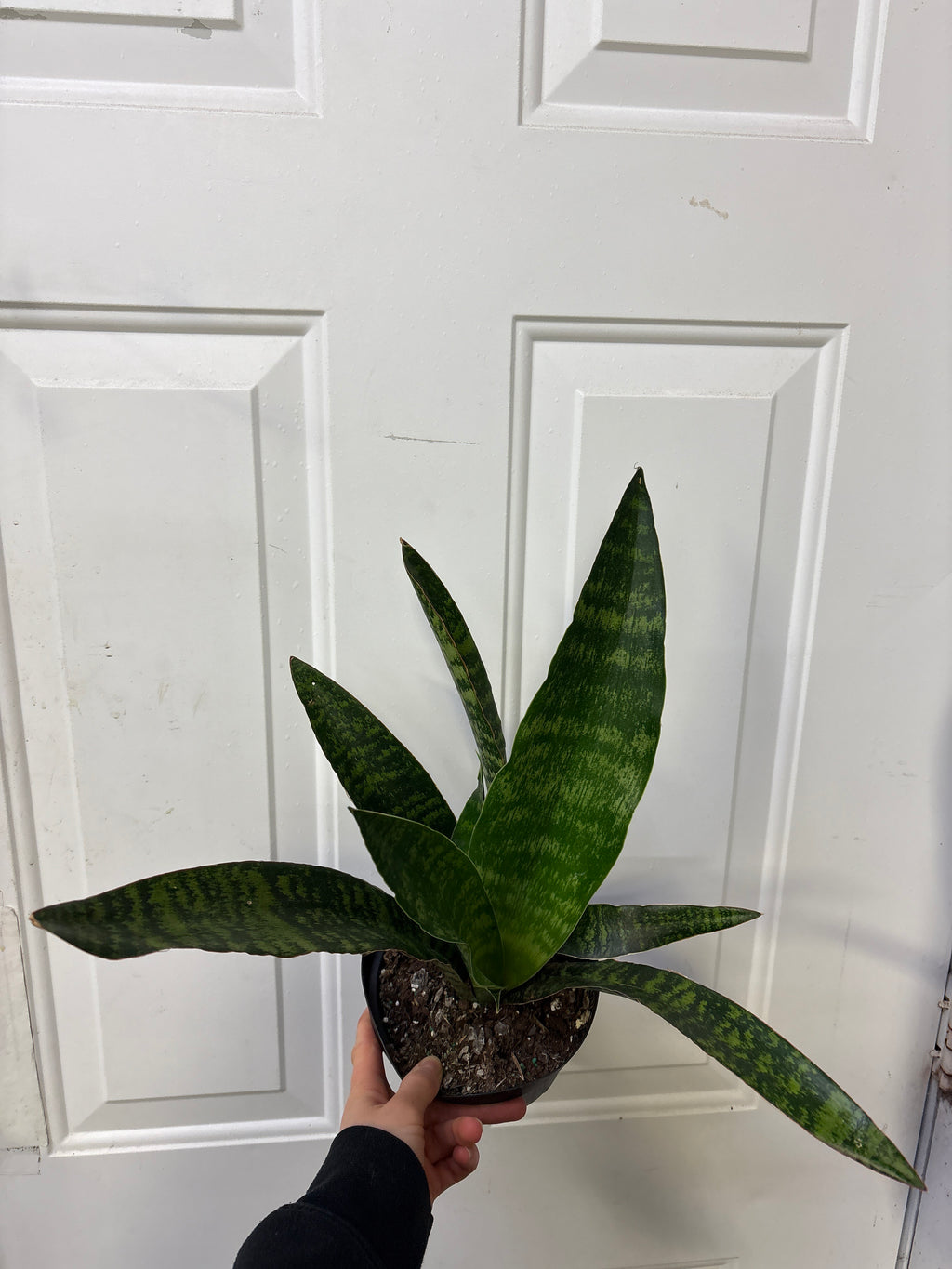 Sansevieria Jaboa