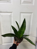 Sansevieria Jaboa