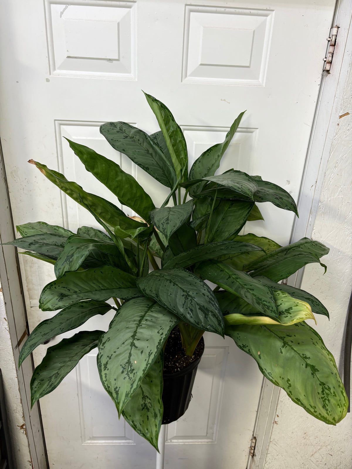 aglaonema abidjan Aglaonema BJ Freeman