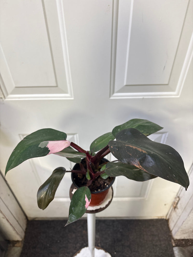 Philodendron erubescens - Princesse rose