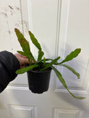 Cactus Orchid - Epiphyllum